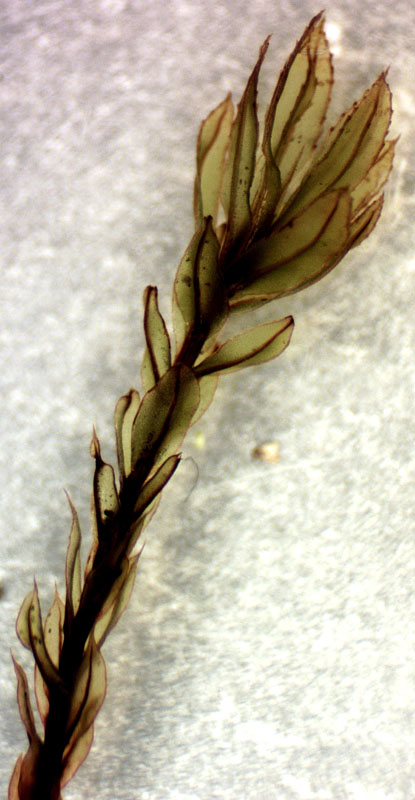 Mnium lycopodioides